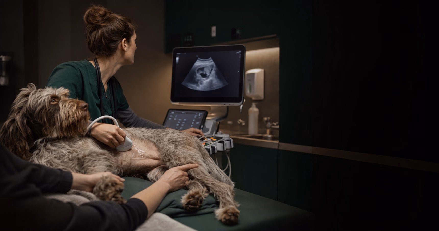 Veterinár vykonáva ultrazvukové vyšetrenie psa